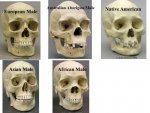 Fun+fact+skulls+actually+do+look+different+because+bones+are+_f6b4ad86ef083e260a9597f6dc3e766c.jpg