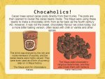 The+Maya+word+for+chocolate+is+Kakaw[1].jpg