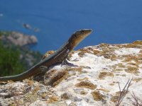 sa-dragonera-19-07-08-mallorca-27fb060d-d819-41e9-b362-23ded1727267[1].jpg