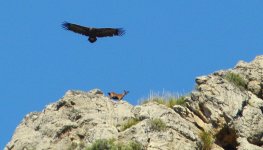 Black-Vulture-1[2].jpg