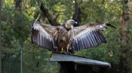 black-vultures-no-longer-endangered-in-mallorca-mallorca-island[1].jpg