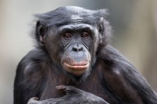bonobo_portrait.jpg