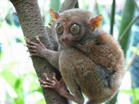 1280px-Bohol_Tarsier.jpg