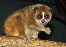 Nycticebus_pygmaeus_004.jpg