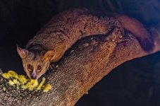 1280px-Brown_Greater_Galago.jpg