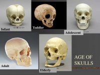 AGE+Toddler+Infant+Adolescent+AGE+OF+SKULLS+Adult+Elderly.jpg